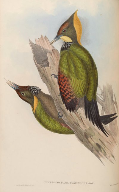 Chrysophlegma flavinucha = Picus flavinucha alkotó: John Gould